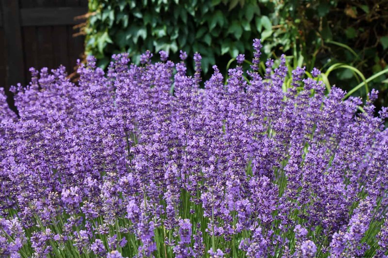 Heat-Resistant Flowers: 15 Blooms That Thrive in Hot Weather