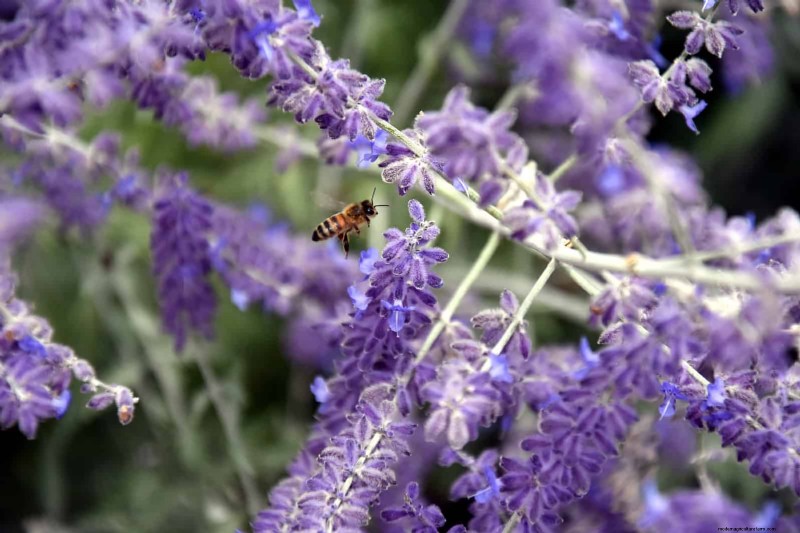 Heat-Resistant Flowers: 15 Blooms That Thrive in Hot Weather