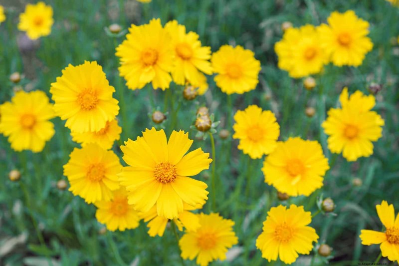 Heat-Resistant Flowers: 15 Blooms That Thrive in Hot Weather