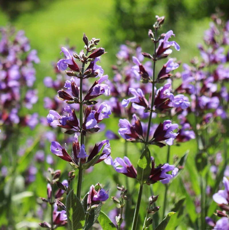 Heat-Resistant Flowers: 15 Blooms That Thrive in Hot Weather