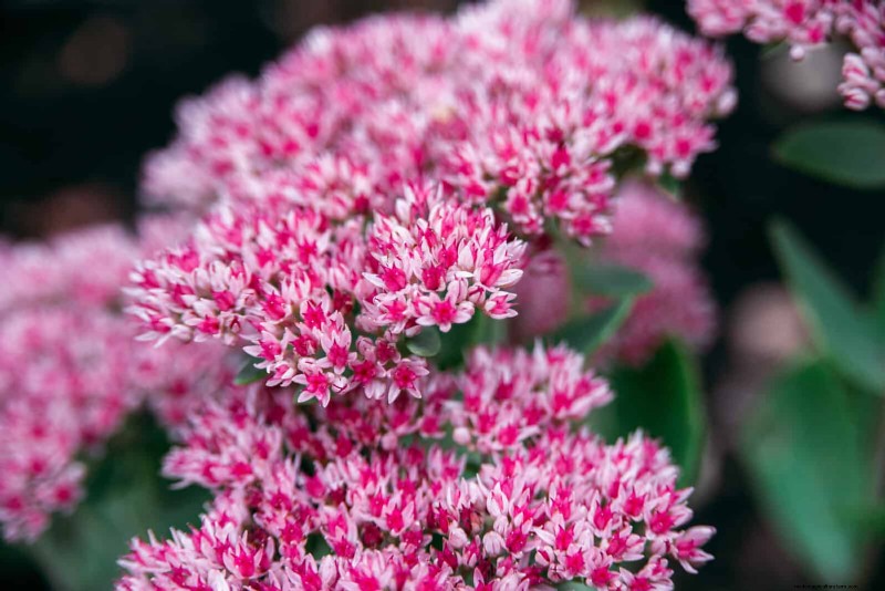 Heat-Resistant Flowers: 15 Blooms That Thrive in Hot Weather