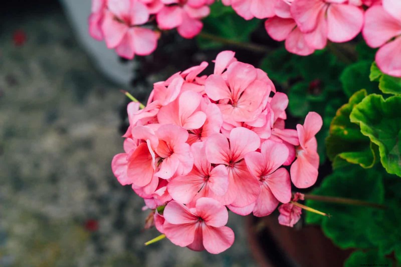 Heat-Resistant Flowers: 15 Blooms That Thrive in Hot Weather