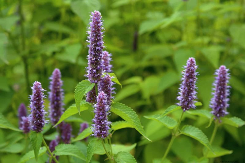 Heat-Resistant Flowers: 15 Blooms That Thrive in Hot Weather