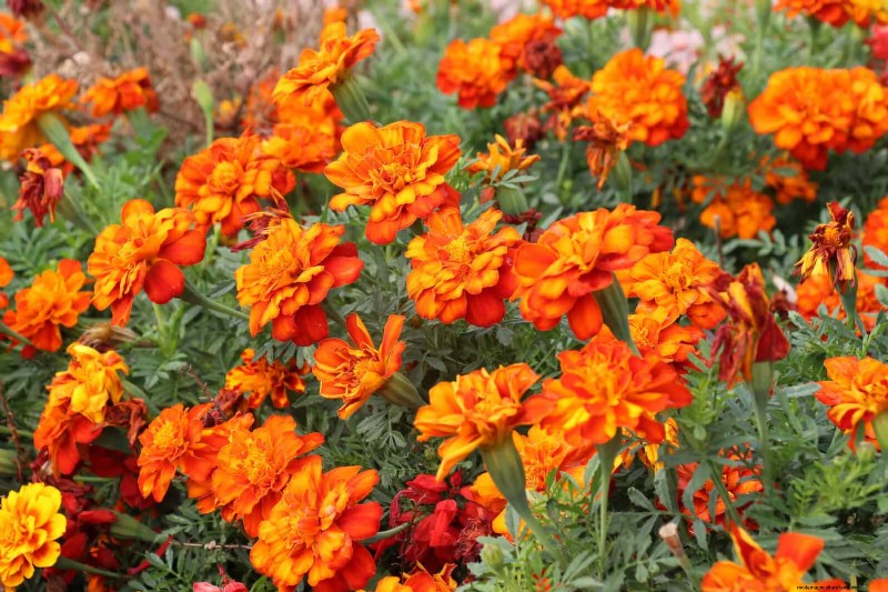 Heat-Resistant Flowers: 15 Blooms That Thrive in Hot Weather