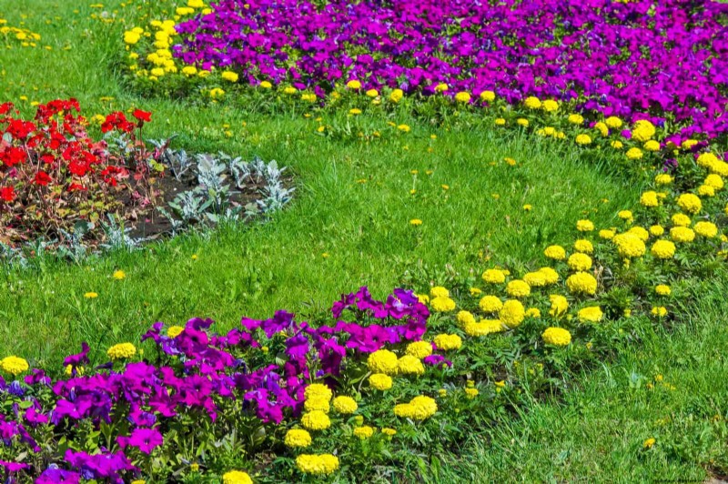 Heat-Resistant Flowers: 15 Blooms That Thrive in Hot Weather