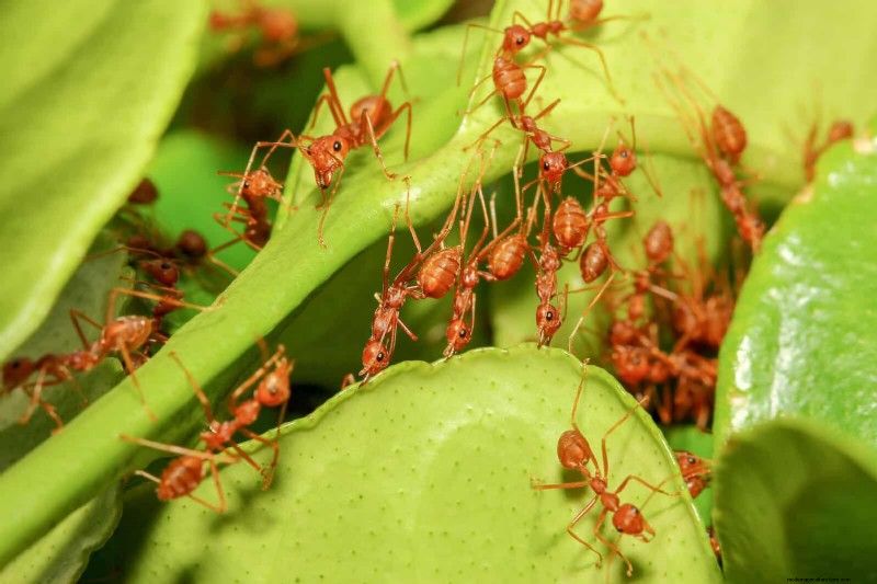 Effective Ant Control in the Garden: 9 Natural & Proven Methods