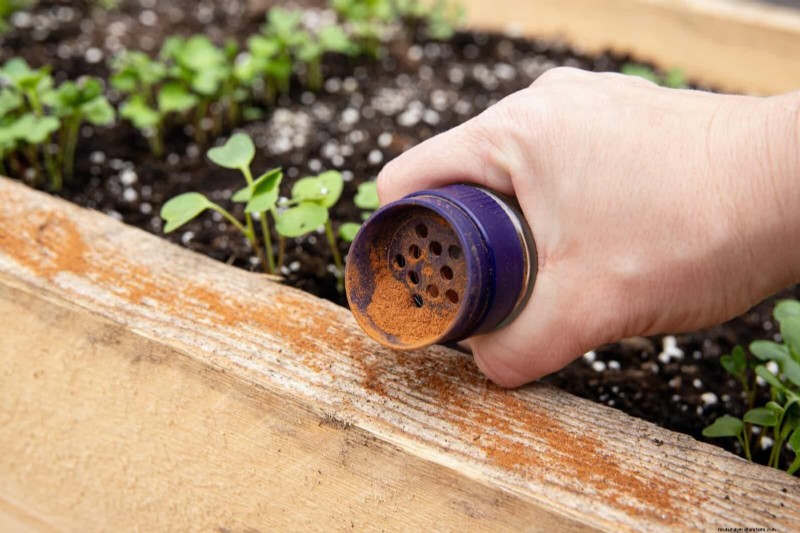 Effective Ant Control in the Garden: 9 Natural & Proven Methods