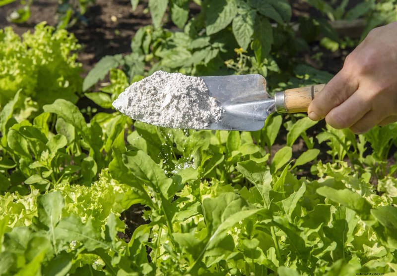 Effective Ant Control in the Garden: 9 Natural & Proven Methods
