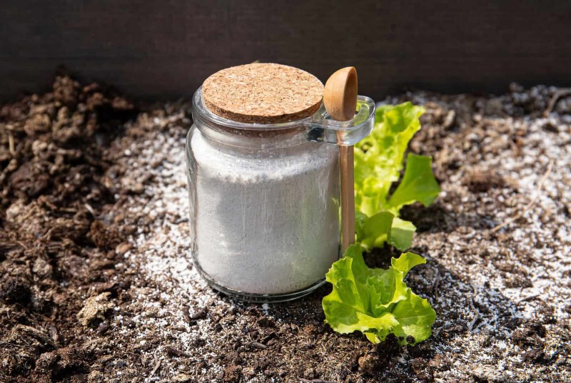 Effective Ant Control in the Garden: 9 Natural & Proven Methods