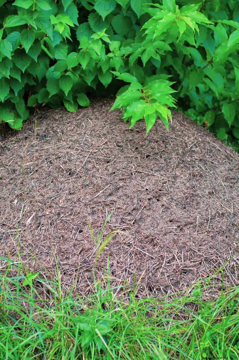 Effective Ant Control in the Garden: 9 Natural & Proven Methods