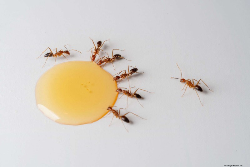 Effective Ant Control in the Garden: 9 Natural & Proven Methods