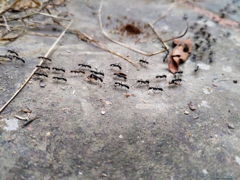 Effective Ant Control in the Garden: 9 Natural & Proven Methods
