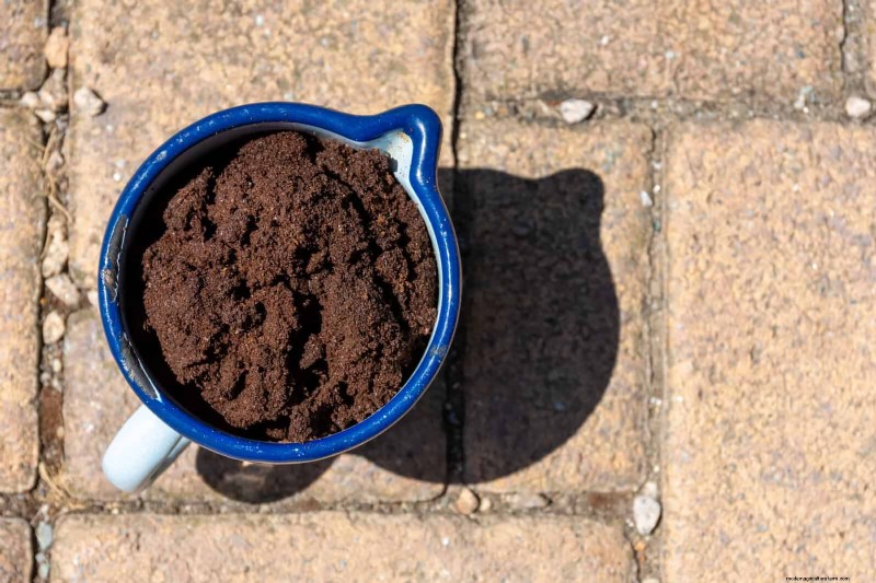 Effective Ant Control in the Garden: 9 Natural & Proven Methods