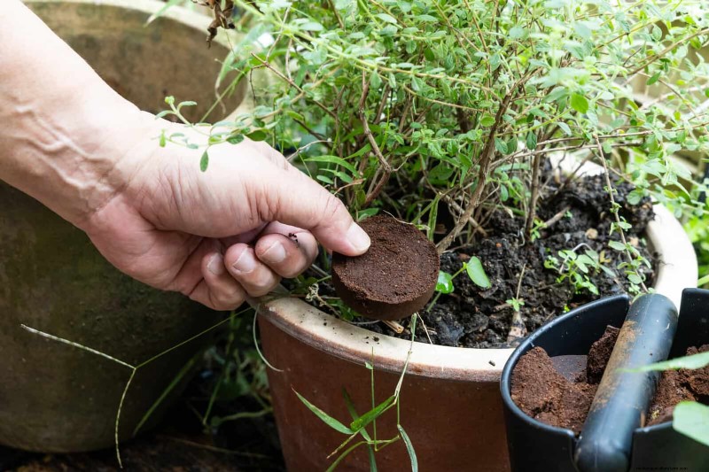 Effective Ant Control in the Garden: 9 Natural & Proven Methods