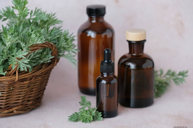Effective Ant Control in the Garden: 9 Natural & Proven Methods
