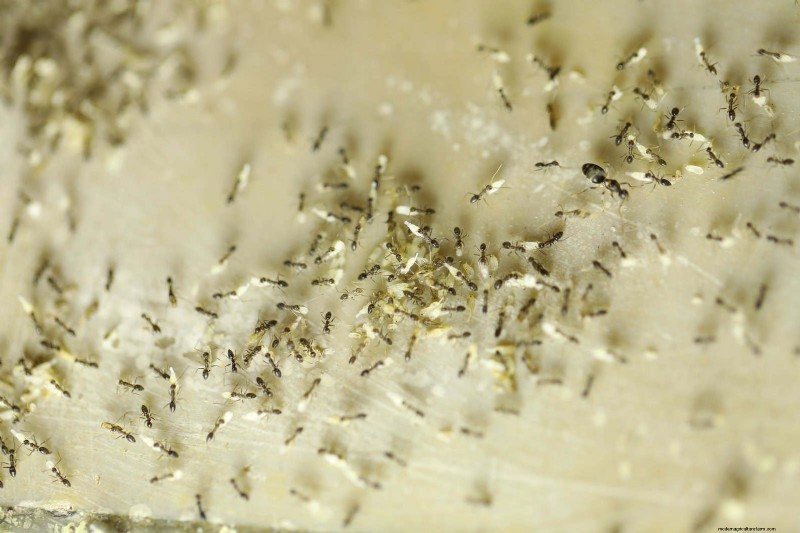 Effective Ant Control in the Garden: 9 Natural & Proven Methods