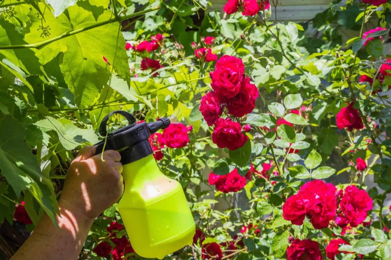 Rose Care in Summer Heat: Feeding Your Roses for Optimal Growth