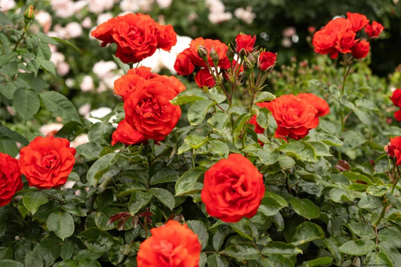 Rose Care in Summer Heat: Feeding Your Roses for Optimal Growth