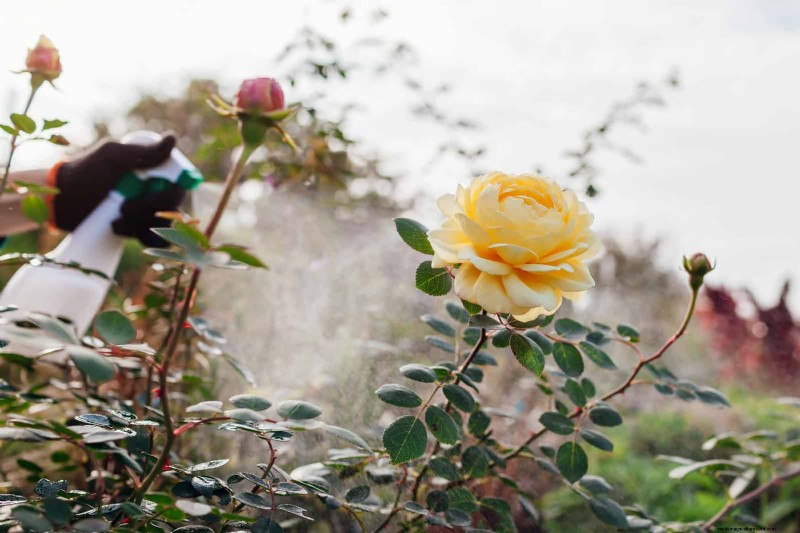 Rose Care in Summer Heat: Feeding Your Roses for Optimal Growth