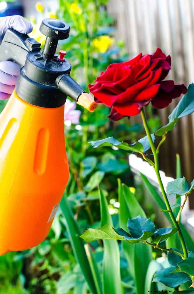 Rose Care in Summer Heat: Feeding Your Roses for Optimal Growth