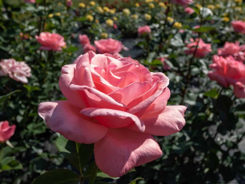 Rose Care in Summer Heat: Feeding Your Roses for Optimal Growth