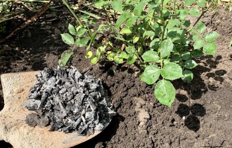 Rose Care in Summer Heat: Feeding Your Roses for Optimal Growth