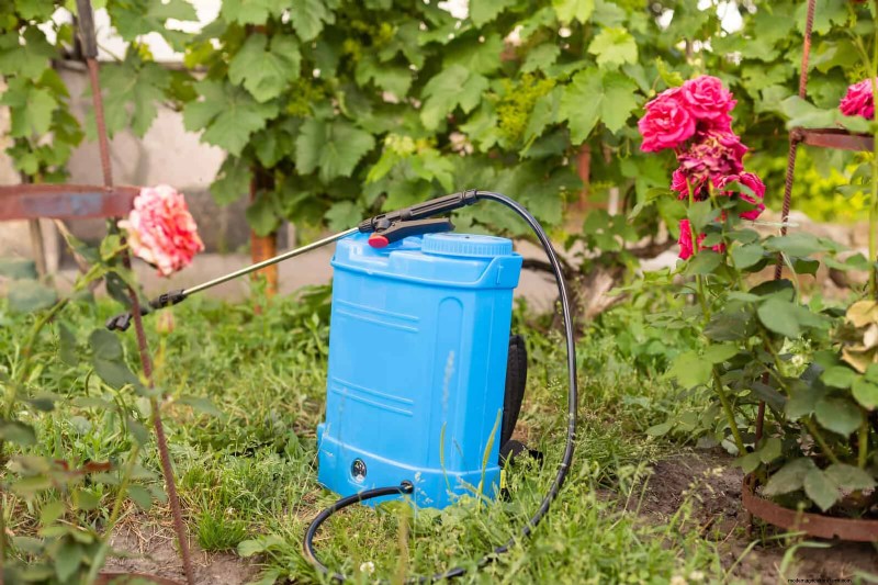 Rose Care in Summer Heat: Feeding Your Roses for Optimal Growth