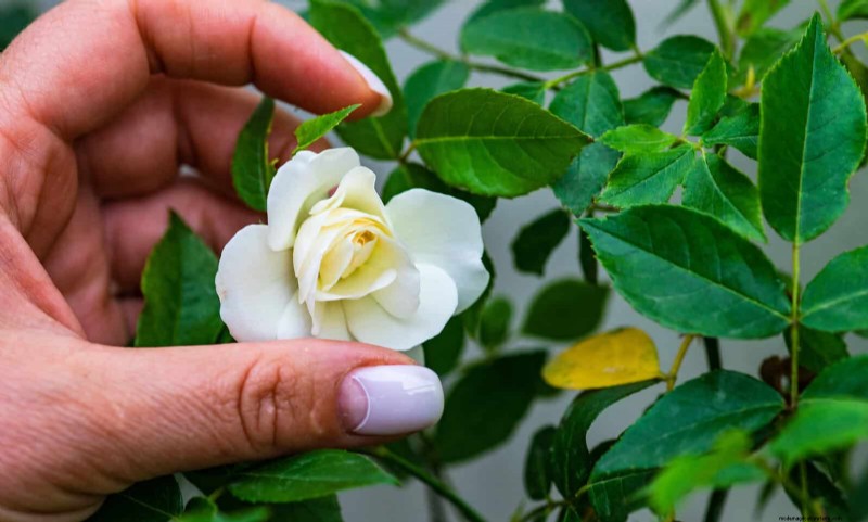 Rose Care in Summer Heat: Feeding Your Roses for Optimal Growth