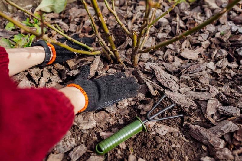 Rose Care in Summer Heat: Feeding Your Roses for Optimal Growth