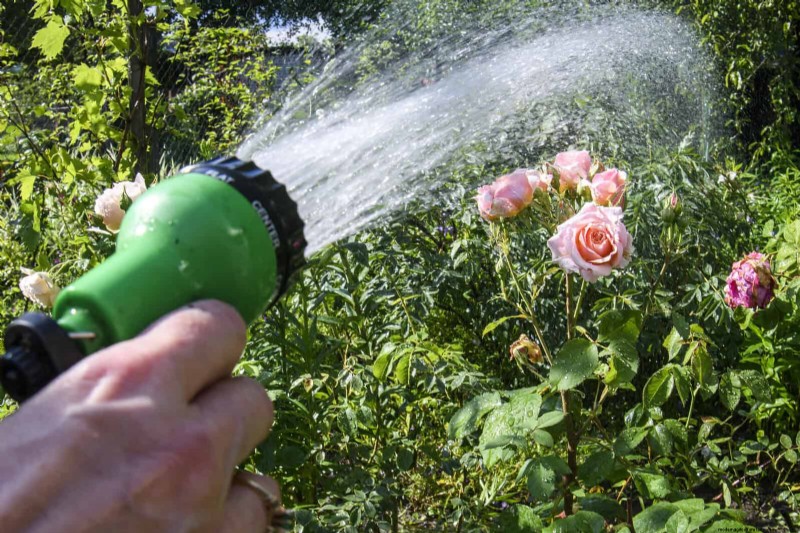 Rose Care in Summer Heat: Feeding Your Roses for Optimal Growth