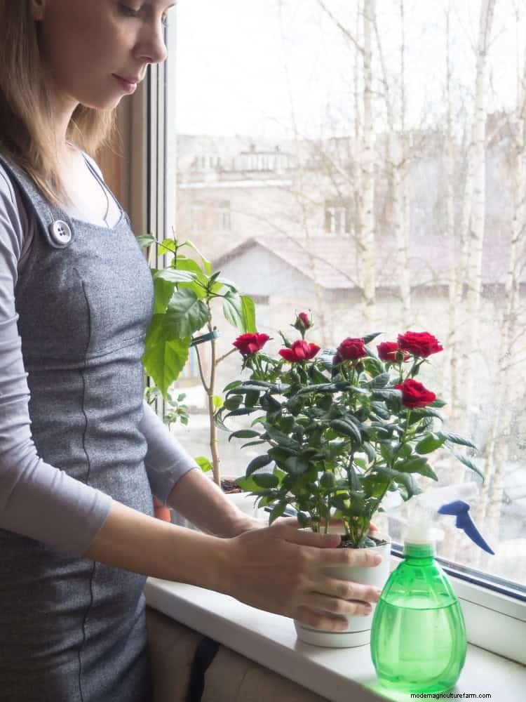 Rose Care in Summer Heat: Feeding Your Roses for Optimal Growth