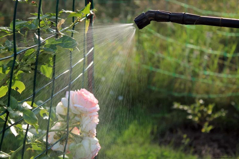 Rose Care in Summer Heat: Feeding Your Roses for Optimal Growth