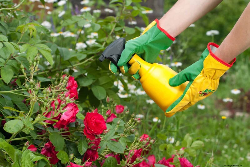 Rose Care in Summer Heat: Feeding Your Roses for Optimal Growth