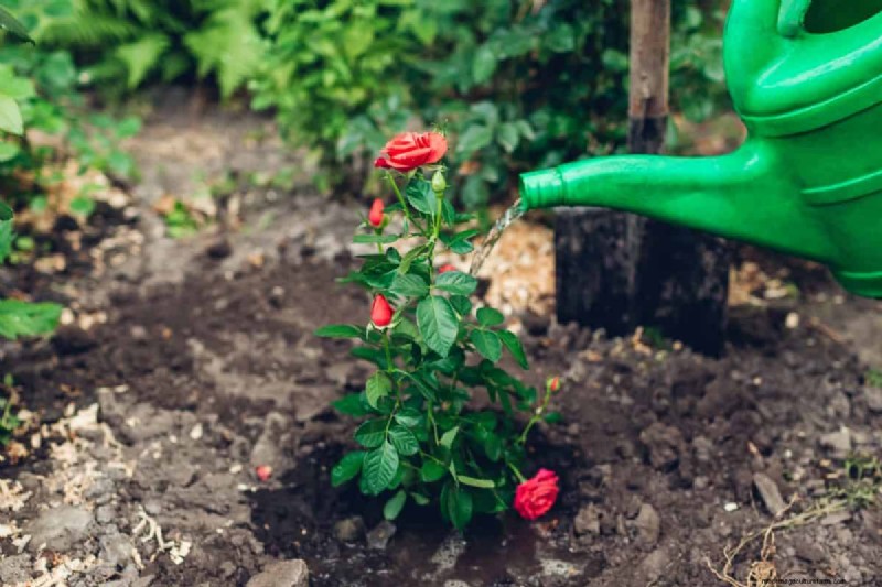 Rose Care in Summer Heat: Feeding Your Roses for Optimal Growth