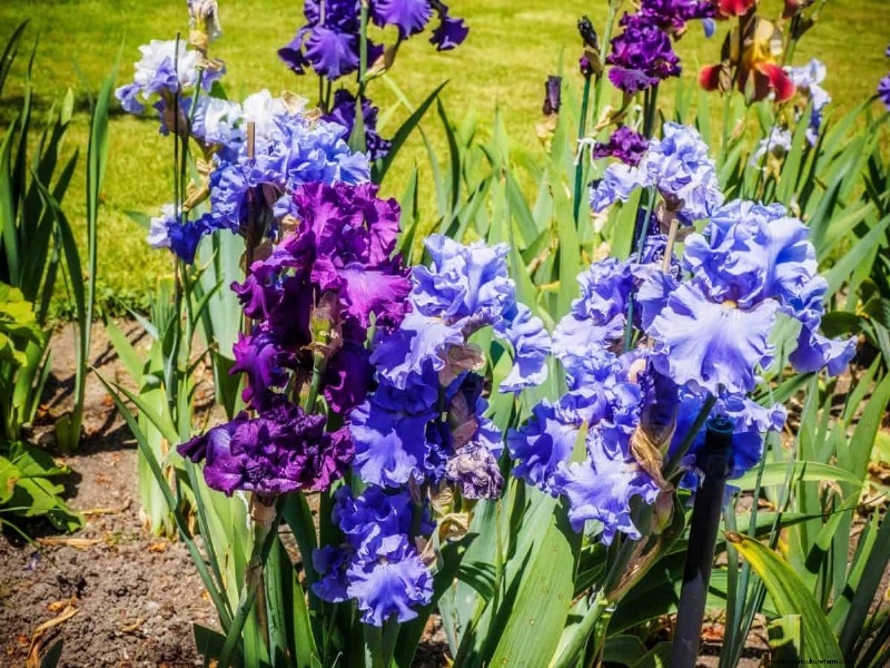Drought-Tolerant Perennials: 16 Low-Maintenance Choices for a Thriving Garden