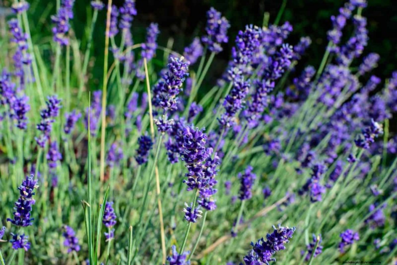 Drought-Tolerant Perennials: 16 Low-Maintenance Choices for a Thriving Garden