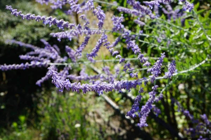Drought-Tolerant Perennials: 16 Low-Maintenance Choices for a Thriving Garden