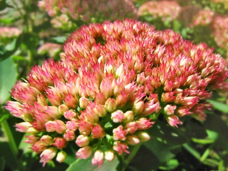 Drought-Tolerant Perennials: 16 Low-Maintenance Choices for a Thriving Garden