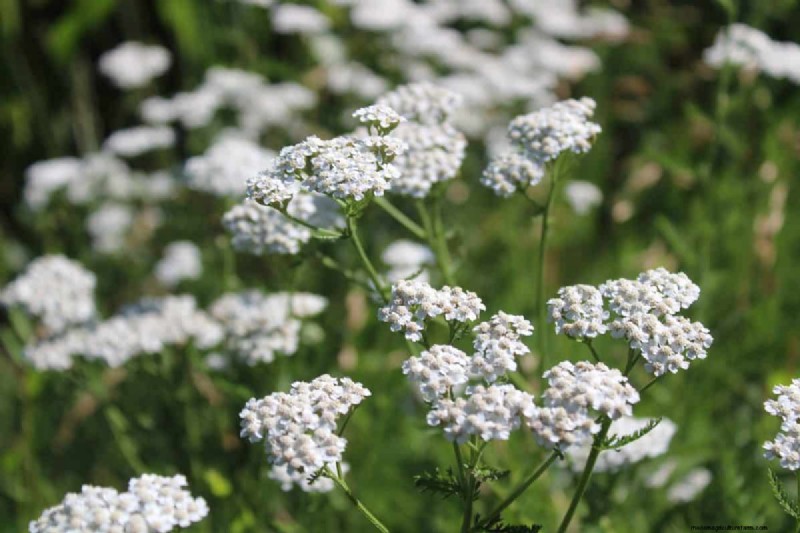 Drought-Tolerant Perennials: 16 Low-Maintenance Choices for a Thriving Garden