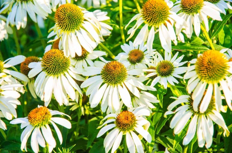 Drought-Tolerant Perennials: 16 Low-Maintenance Choices for a Thriving Garden