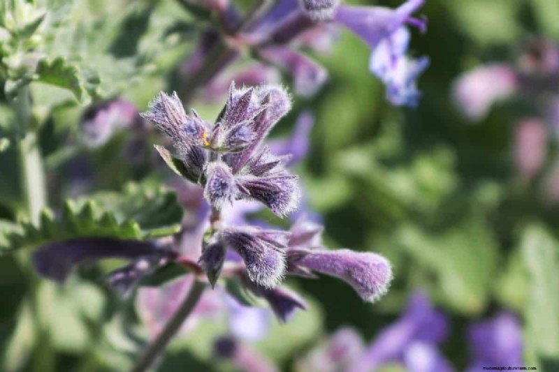 Drought-Tolerant Perennials: 16 Low-Maintenance Choices for a Thriving Garden