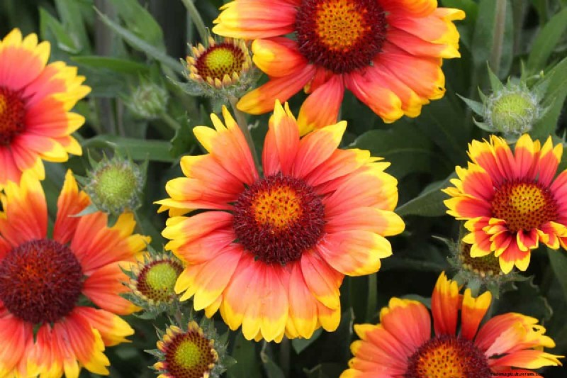 Drought-Tolerant Perennials: 16 Low-Maintenance Choices for a Thriving Garden