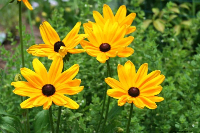 Drought-Tolerant Perennials: 16 Low-Maintenance Choices for a Thriving Garden