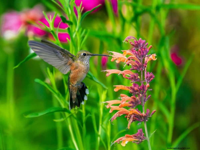 Drought-Tolerant Perennials: 16 Low-Maintenance Choices for a Thriving Garden