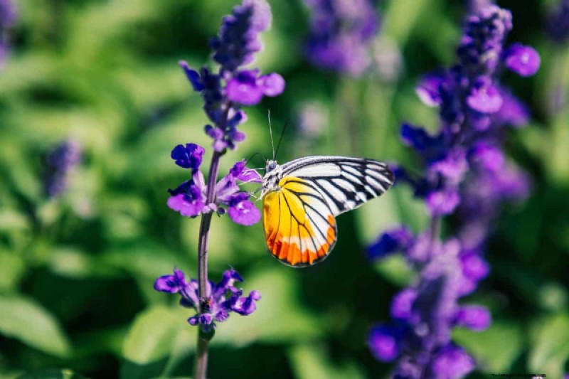 Drought-Tolerant Perennials: 16 Low-Maintenance Choices for a Thriving Garden