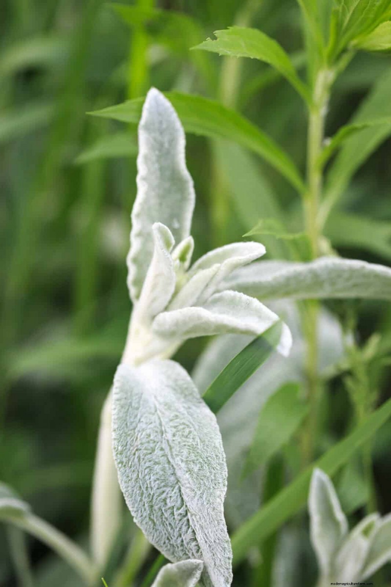 Drought-Tolerant Perennials: 16 Low-Maintenance Choices for a Thriving Garden