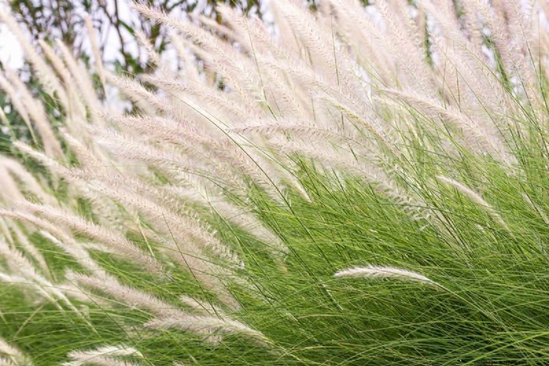 Drought-Tolerant Perennials: 16 Low-Maintenance Choices for a Thriving Garden