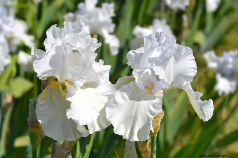 Drought-Tolerant Perennials: 16 Low-Maintenance Choices for a Thriving Garden