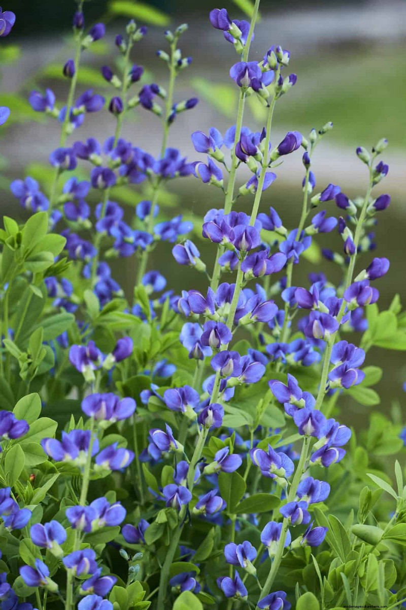 Drought-Tolerant Perennials: 16 Low-Maintenance Choices for a Thriving Garden