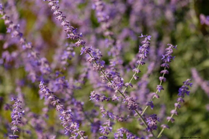 Drought-Tolerant Perennials: 16 Low-Maintenance Choices for a Thriving Garden